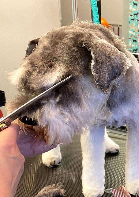 Furlishous Dog & Cat grooming salon, Groomer training center